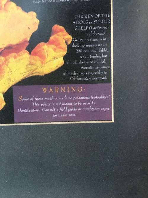 WOW !!! A STUNNING LARGE PRINT OF EDIBLE MUSHROOMS