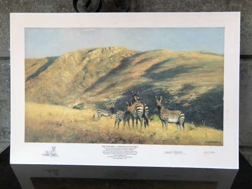 WOW !!!  STUNNING DAVID SHEPPARD LIMITED EDITION PRINT OF MOUNTAIN ZEBRA signed in pencil 155/1250