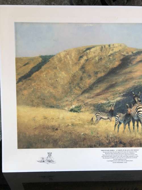 WOW !!!  STUNNING DAVID SHEPPARD LIMITED EDITION PRINT OF MOUNTAIN ZEBRA signed in pencil 155/1250