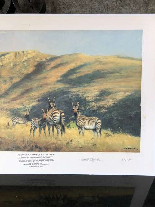 WOW !!!  STUNNING DAVID SHEPPARD LIMITED EDITION PRINT OF MOUNTAIN ZEBRA signed in pencil 155/1250