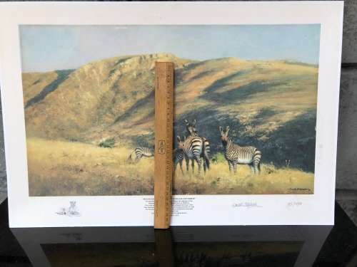 WOW !!!  STUNNING DAVID SHEPPARD LIMITED EDITION PRINT OF MOUNTAIN ZEBRA signed in pencil 155/1250