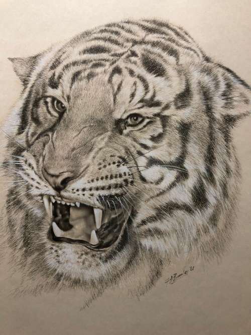 WOW !!! ABSOLUTELY STUNNING ORIGINAL MIXED MEDIA OF A TIGER BY FA BURNLEY DATED 1968