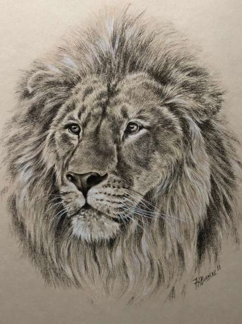 WOW !!! ABSOLUTELY STUNNING ORIGINAL MIXED MEDIA OF A LION BY FA BURNLEY DATED 1968
