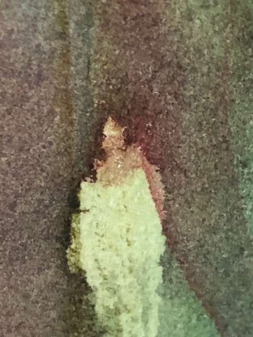 STUNNING FRAMED WATERCOLOR STILL LIFE OF FLOWERS "COSMOS" BY MAGGIE #1