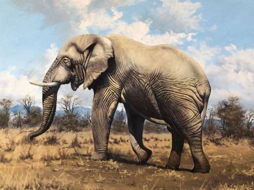 INVESTEMENT ART !!! NICO COETZEE (SA 20th CENTURY) GORGEOUS FRAMED OIL ON BOARD - ELEPHANT