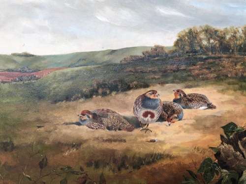 WOW !!! AMAZING OLD FRAMED OIL ON CANVAS BOARD PAINTING OF PARTRIDGE'S BY G FALKNER 1951