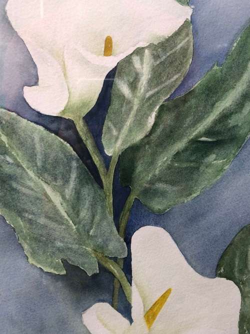 ALMA DICKIE ORIGINAL FRAMED WATERCOLOUR PAINTING OF ARUM LILIES