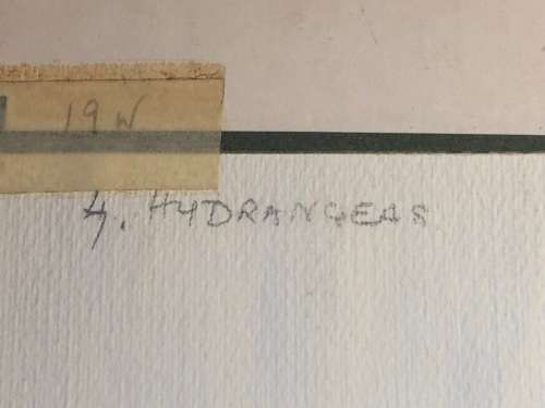 GERALDINE GULSTON (SA 20th CENTURY) LARGE UNFRAMED WATERCOLOUR PAINTING `HYDRANGEAS`