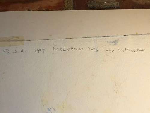 GERALDINE GULSTON (SA 20th CENTURY) LARGE UNFRAMED WATERCOLOUR PAINTING `KOKERBOOM TREE` SWA `87