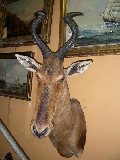 Red Hartebeest Trophy