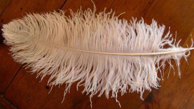 Long Ostrich Feathers - White