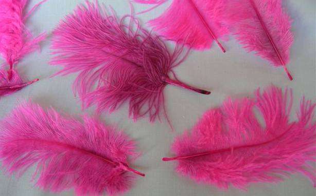 Feathers - Pink