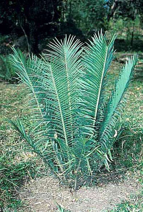 Encephalartos Cerinus - Seeds for Sale
