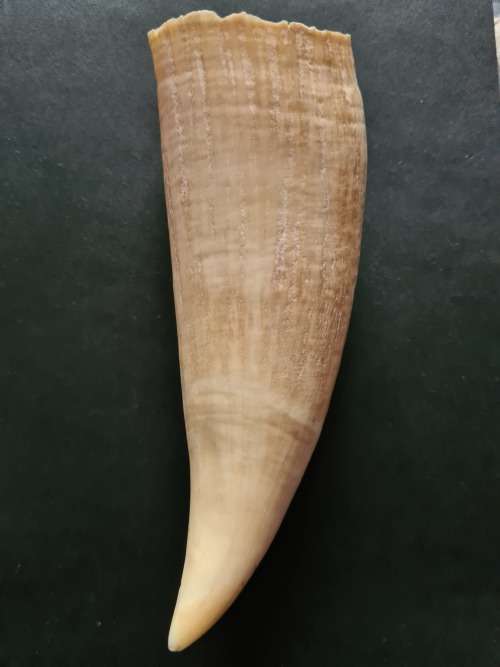 Whale Tooth