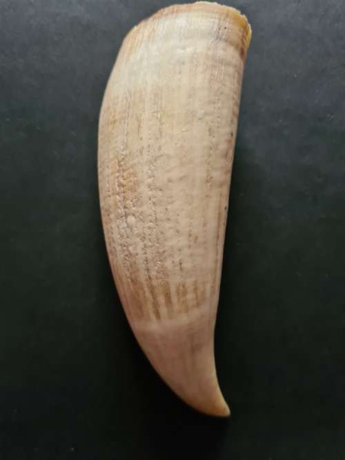 Whale Tooth