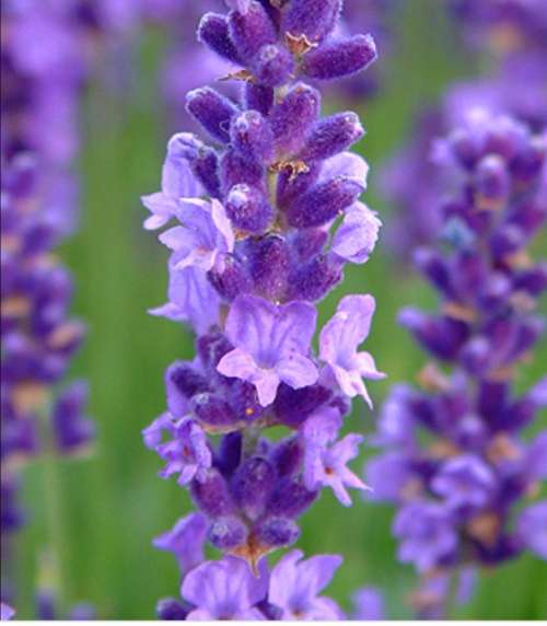 Miracle hair growth oil - 50ml jar