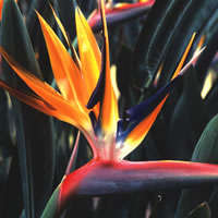 STRELITZIA REGINAE PACK OF 10 SEEDS