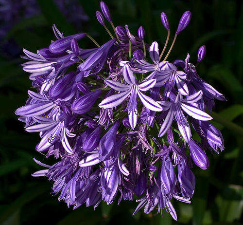 PURPLE AGAPANTHUS : LOT OF 10 SEEDS