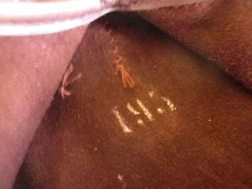 SA POLICE 2X PAIRS OF GLOVES - BROWN - MENS (SIZE 195/10.5) + BLACK - WOMENS (SIZE S / 65)     (536)