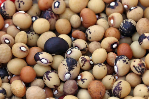 Grond Erte (Panda - Venda naam) (Nyimo - Shona) (Juko beans)