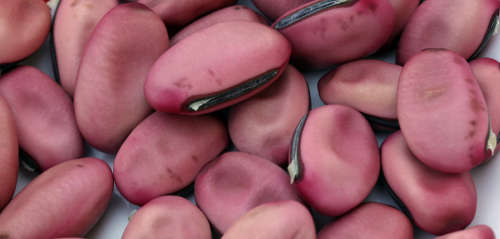 Swaard Bone (Canavalia gladiata)