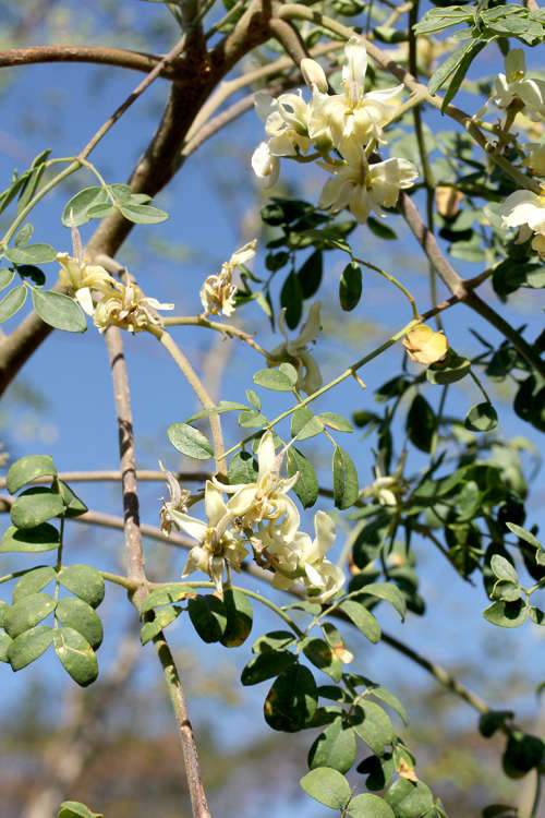 Moringa Oleifera