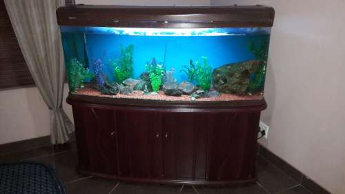 Fish tank complete with fish and accessories