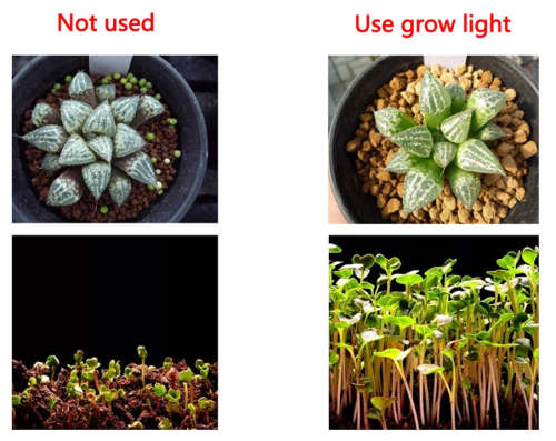 Portable 50W AC220V LED Grow Chip with Full Spectrum 380nm-840nm for Indoor LED Grow Light