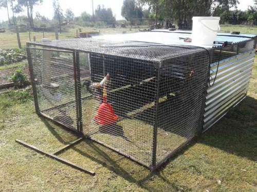 How To Make R5000 (or more) Per Month With Chickens In South Africa!