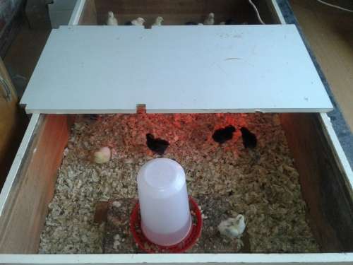 How To Make R5000 (or more) Per Month With Chickens In South Africa!