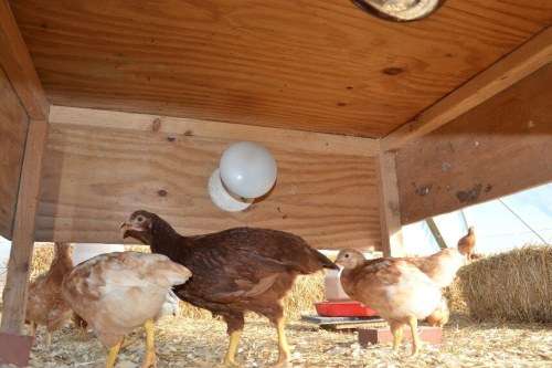 How To Make R5000 (or more) Per Month With Chickens In South Africa!
