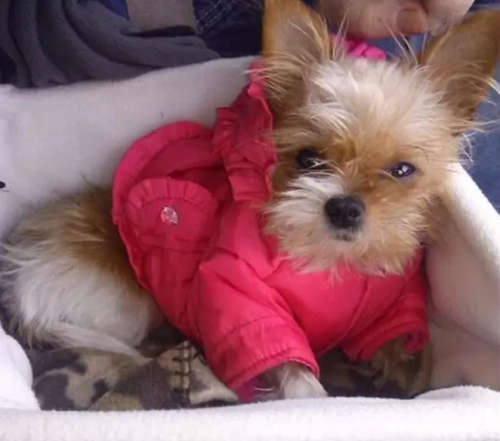 CAR TRAVEL PET BOOSTER CAR SET FOR DOGS OR CATS