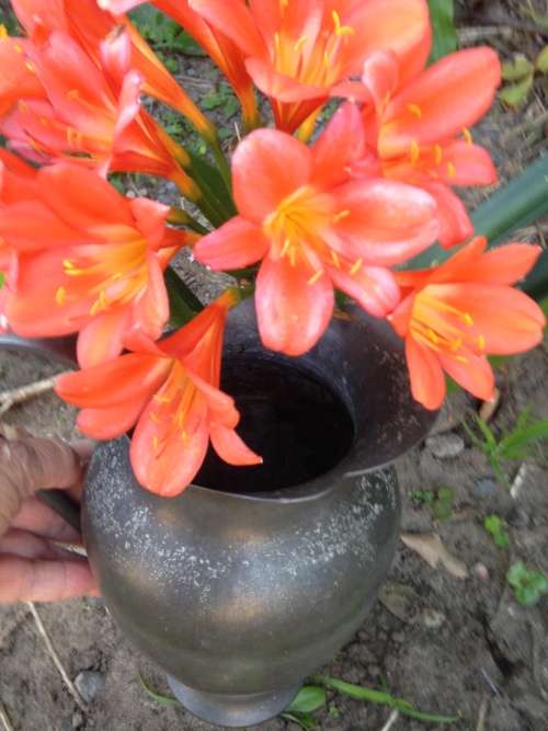 JUG  Pewter Large Petal shape spout Holland