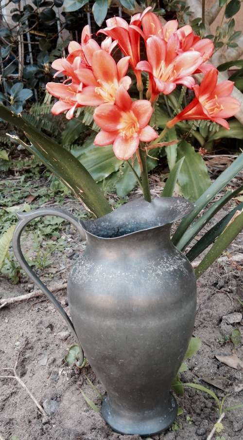JUG  Pewter Large Petal shape spout Holland