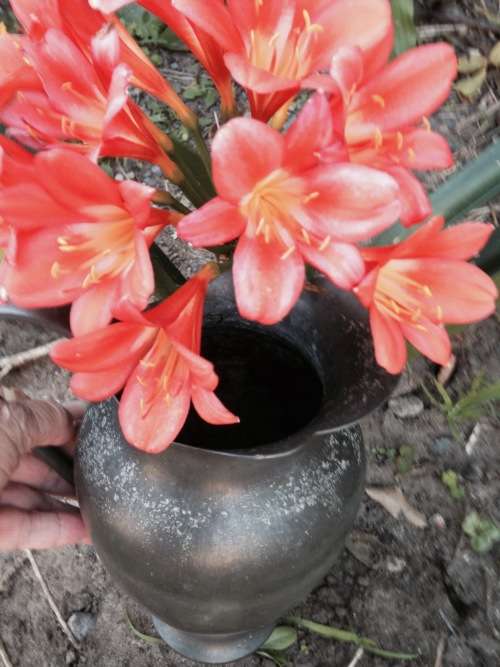 JUG  Pewter Large Petal shape spout Holland