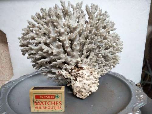 Sea Shells Coral large piece weight 964 grams LOOK At My BUY NOW LISTINGS NO WAITING