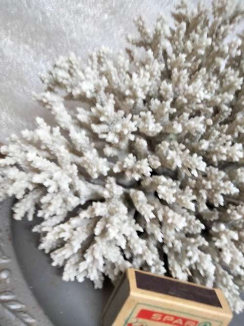 Sea Shells Coral large piece weight 964 grams LOOK At My BUY NOW LISTINGS NO WAITING