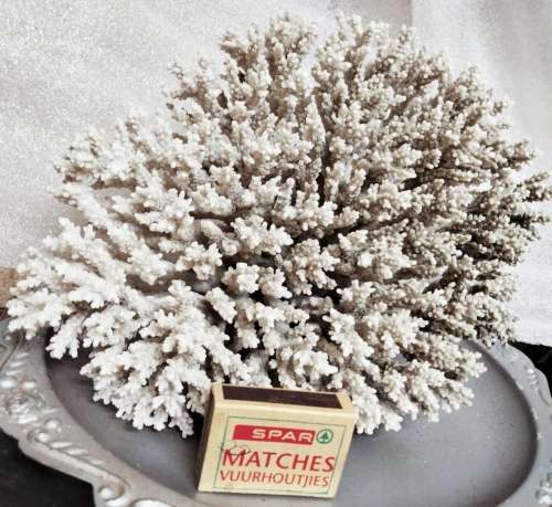 Sea Shells Coral large piece weight 964 grams LOOK At My BUY NOW LISTINGS NO WAITING