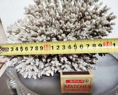 Sea Shells Coral large piece weight 964 grams LOOK At My BUY NOW LISTINGS NO WAITING