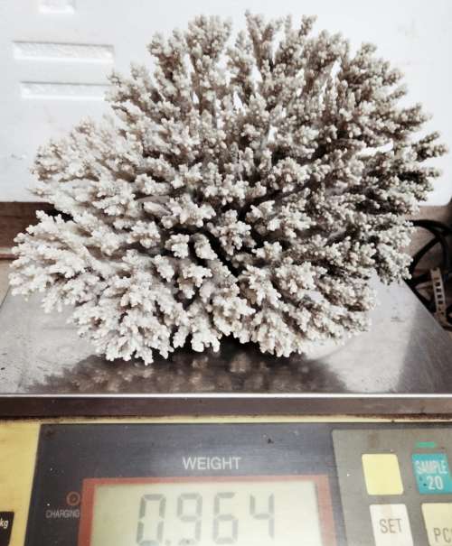 Sea Shells Coral large piece weight 964 grams LOOK At My BUY NOW LISTINGS NO WAITING