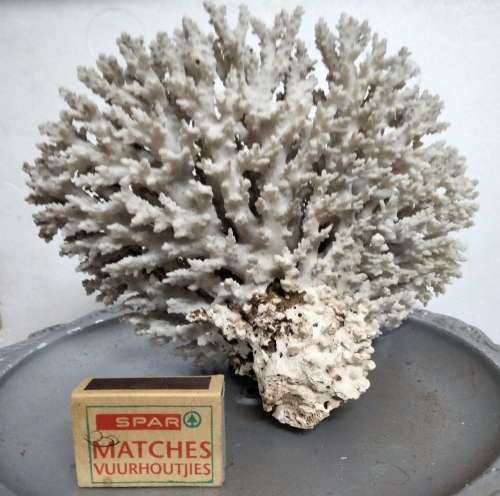 Sea Shells Coral large piece weight 964 grams LOOK At My BUY NOW LISTINGS NO WAITING