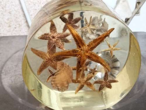 Seashells underwater Treasures  - Resin large  814 grams