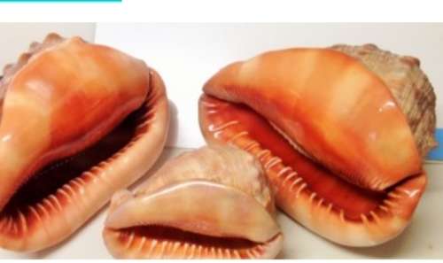 Sea Shell kg2.252 4 RED CASSIS BULL MOUTH HELMET SHELL