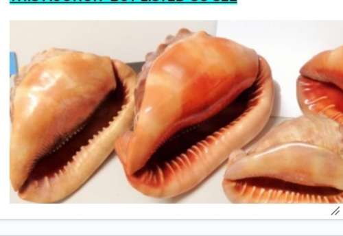 Sea Shell kg2.252 4 RED CASSIS BULL MOUTH HELMET SHELL