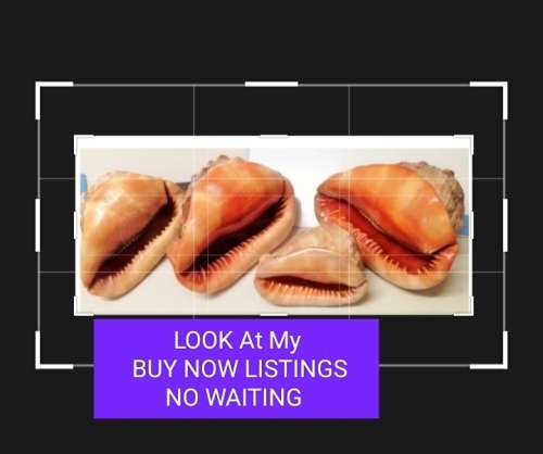 Sea Shell kg2.252 4 RED CASSIS BULL MOUTH HELMET SHELL