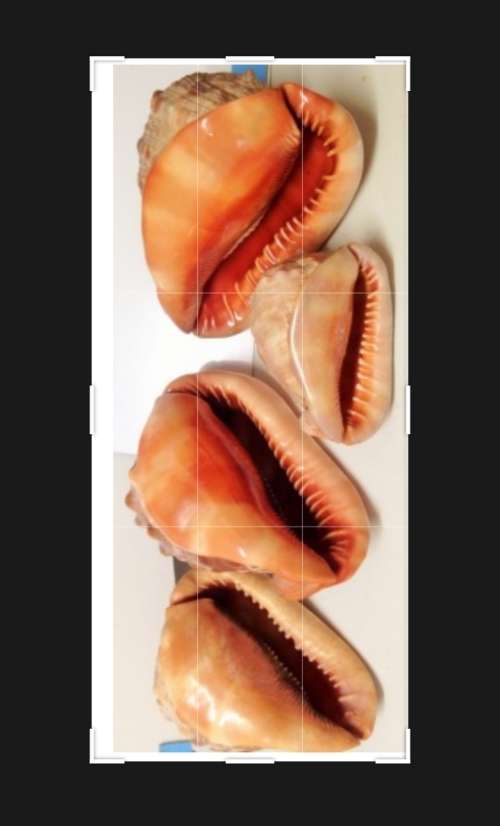 Sea Shell kg2.252 4 RED CASSIS BULL MOUTH HELMET SHELL