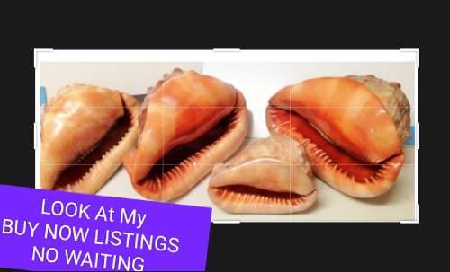 Sea Shell kg2.252 4 RED CASSIS BULL MOUTH HELMET SHELL