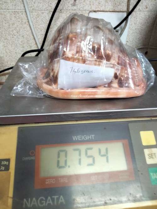 Sea Shell kg2.252 4 RED CASSIS BULL MOUTH HELMET SHELL