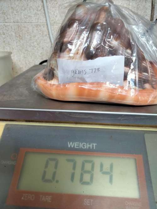 Sea Shell kg2.252 4 RED CASSIS BULL MOUTH HELMET SHELL