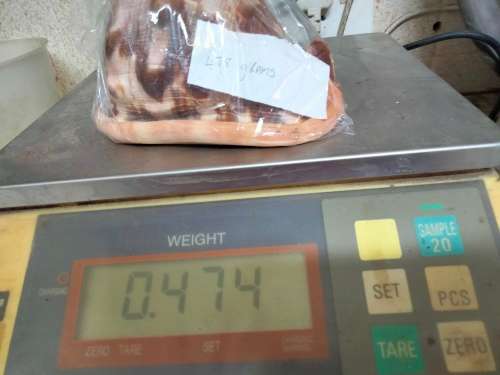 Sea Shell kg2.252 4 RED CASSIS BULL MOUTH HELMET SHELL